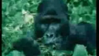 Trailer Grzimek