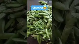 Fresh peas#peas season# all time fevourite