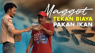 #Maggot dapat Menekan Biaya #Pakan #Ikan