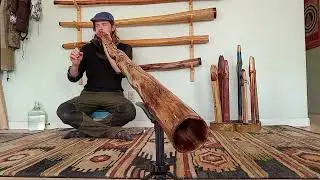 3 Piece Agave Travel Didge: 2 Keys, Wild wood! 432 hz!