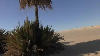 Sparse samples of vegetation in the Great Sand Sea