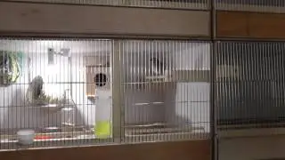 Plum-head finch breeding cage setup - 桜雀の繁殖籠