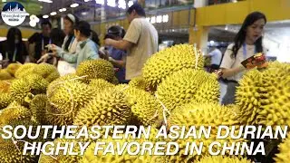 China-Laos-Thailand Railway halves the price of imported durian in Chinese markets