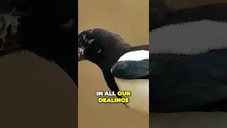 WHAT YOU DIDN'T KNOW ABOUT MAGPIES UNTIL NOW!