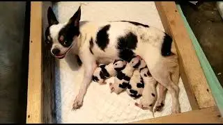 Induk anjing ciwawa