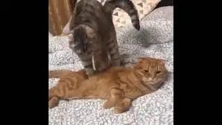 So cute cats😻 #shorts #catlove#cats #petcats