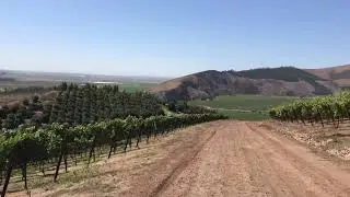 The Storied Bien Nacido Vineyard