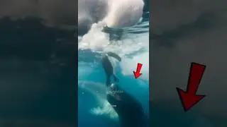 To koszmar pingwina! 🐧