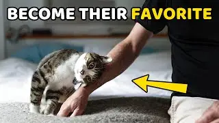 How Cats Choose Their Favorite Human