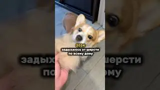 😱Моя защита против шерсти WB : #WW288826#корги #щенок #уходзасобакой #собака