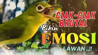 MASTERAN BURUNG PALING DI CARI !! Baru Diputar Langsung Bikin Lawan Emosi!