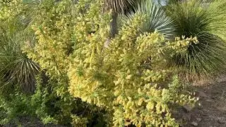 Acacia greggii en culture au Jardin zoologique tropical, &agrave; La Londe-les-Maures