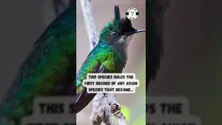 Antillean crested hummingbird #shorts #birds