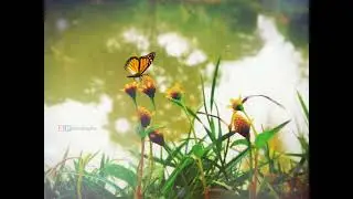 Bengali Romantic Song. #viral_song. bengali what's app status.