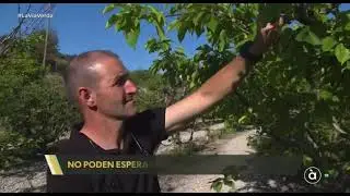 Las ayudas a los productores de cereza de Alicante no llegan | À Punt