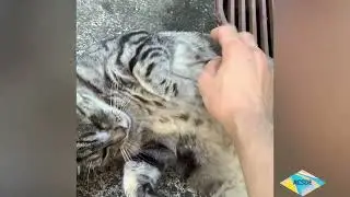 #2026 #cat #catshorts #catvideos #love the #camouflage #warmthandcomfort #floor #lovely #cute #baby