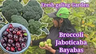 Jaboticaba | Broccoli | Bayabas | Harvest today