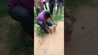 catching snake in the bottle.