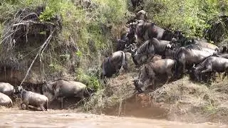 Mara river crossing