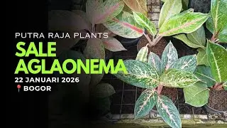 Aglaonema Spesial Murah Meriah! Langsung dari Kebun🌱