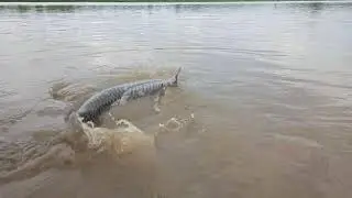 GUJRAT (MORBI CITY) HEAVY RAIN 2020 MACHCHHU DEM OVERFLOW VERY BIGG FISH ENTER MORBI RIVER Morbi Upd