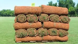 Tifway Bermuda Pallet of  Sod Showcase