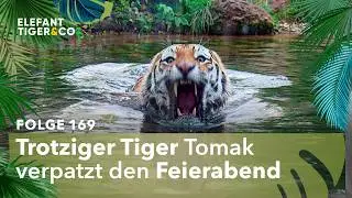 Tiger Tomak hat schlechte Laune (Folge 169) | Elefant, Tiger & Co. | MDR