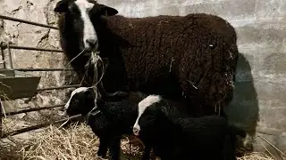 Lambing 2023