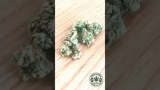 Orange Glue by OnlyBuds