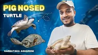 Pig-Nosed Turtle 🐢✨ | Fly River Turtle Facts, Habitat & Behavior Explained | Karnataka Aquarium