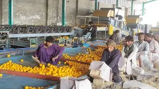 Orange factory in punjab pakistan || Export Quality orange packing process | Mini factory |