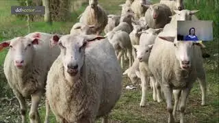Tambo ovino