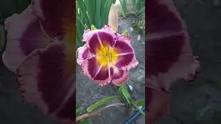 #daylily #flowers #nature #hemerocallis #plants #perennial #garden #floriculture #botany #лилейник