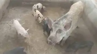 Berkshire Hybrid Boar x Native Sow = Beautiful Berkative Piglets