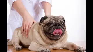 Animal Reaction on Massage😃😃