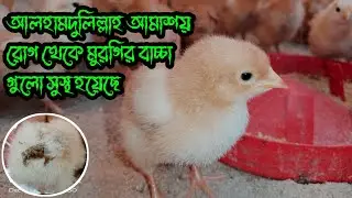 আলহামদুলিল্লাহ আমাশয় রোগ থেকে সবগুলো মুরগির বাচ্চা সুস্থ হয়েছে 