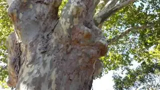 Platanus x acerifolia - top 10 fast growing trees - Platan - HD video 06