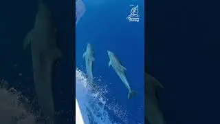 Dia Island Dolphin Fantasia Yachting Experience the magic of dolphins in the wild on our Dia Island