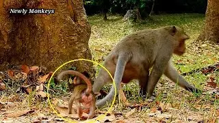 Brat baby Jilla doesn&rsquo;t knew who Skipy is, Jilla is casing Skipy, Skipy runs fast cos scare of Jilla