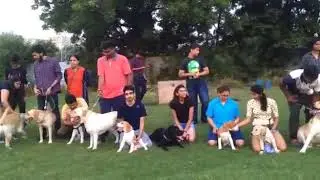 Dogmeetup of DLC | Dog lovers club Ahmedabad Gujarat India