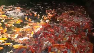 Ribuan Ikan Koi Di Kolam Alami vs Ikan Koi Di Selokan Jepang