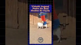 Videshi Jugaad #pashu #pashupalan #goat #cow #cattlefarm #goatfarming #bakripalan #farming #shorts
