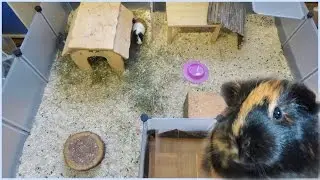 Guinea Pig Vacation Set Up | Cage Tour