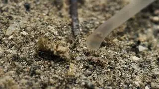 The Ocean&rsquo;s Living Ribbon // Strange Sea Creatures under a Macro Lens