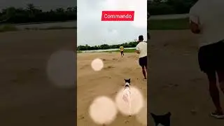 #commando #assampolice #driver #shortsvideo #runner #shorts #short #zunirunner