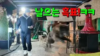 80프로 부족한 진돗개 흑표!