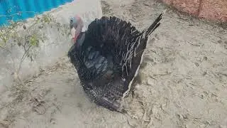 টারকি মুরগি