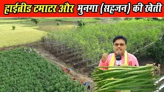 हाइब्रिड टमाटर और मुनगा(सहजन) की खेती ।Hybrid Tamater Or Munga (Sahjan) ki kheti ।Tomato Farming