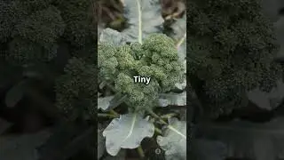 Why are my broccoli heads so small?