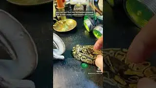 🐍 This is how I identify male vs female ball pythons. It does not work on all species. #snakes